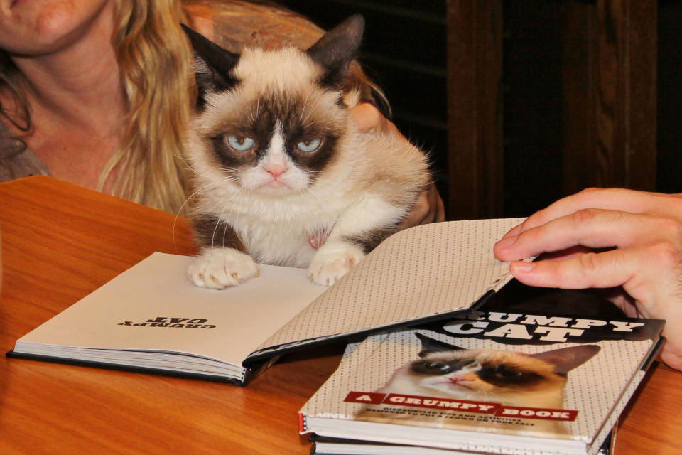 Grumpy Cat does not look impressed at her book signing in Los Angeles. (Credit: AKM-GSI)