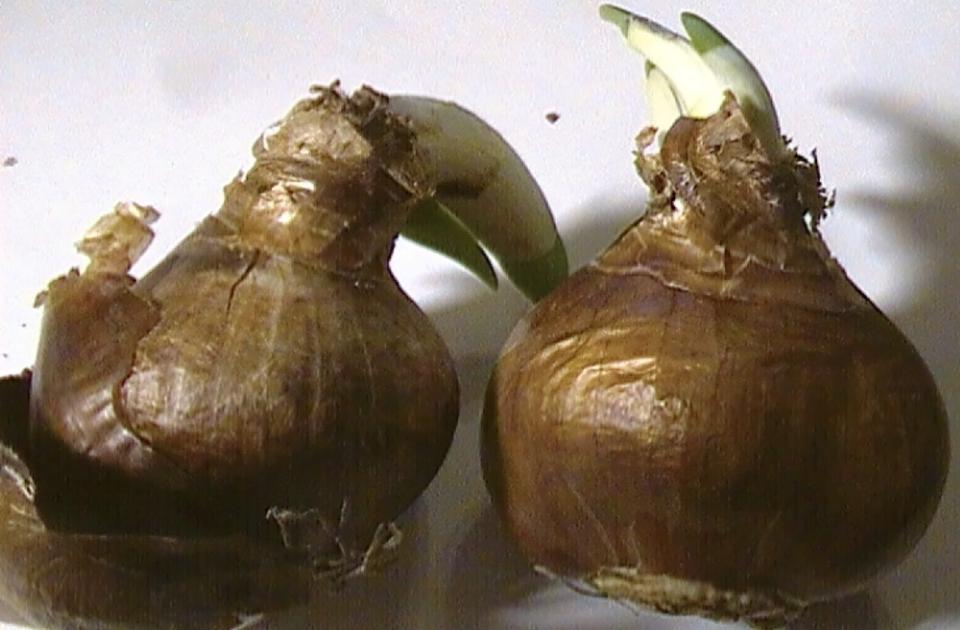 Paperwhite bulbs can be planted indoors in a shallow pot.