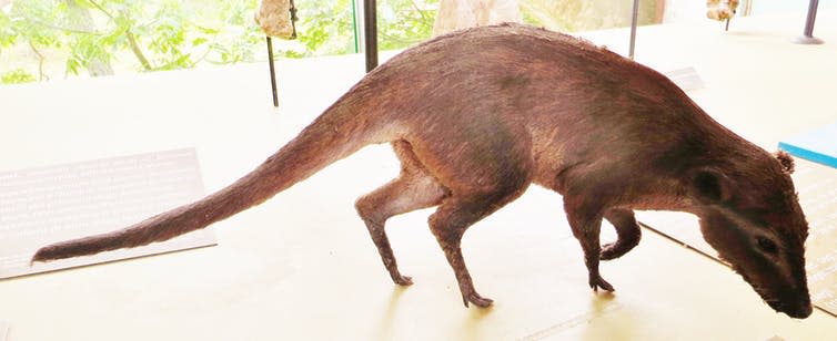 <span class="caption">Indohyus, a furry ancestor of modern whales.</span> <span class="attribution"><a class="link " href="https://upload.wikimedia.org/wikipedia/commons/3/34/Indohyus_model.jpg" rel="nofollow noopener" target="_blank" data-ylk="slk:Ghedoghedo/Wikimedia Commons;elm:context_link;itc:0;sec:content-canvas">Ghedoghedo/Wikimedia Commons</a>, <a class="link " href="http://creativecommons.org/licenses/by-sa/4.0/" rel="nofollow noopener" target="_blank" data-ylk="slk:CC BY-SA;elm:context_link;itc:0;sec:content-canvas">CC BY-SA</a></span>