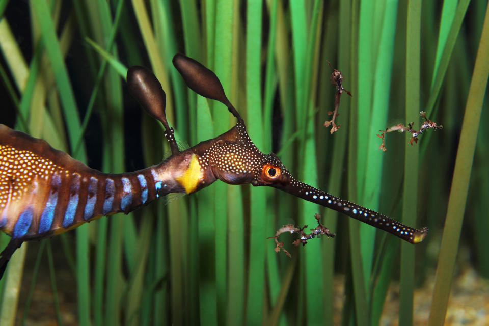 In this photo taken Thursday Aug. 2, 2012 and released by the Monterey Bay Aquarium, a male weedy sea dragon at the Monterey Bay Aquarium swims with some of his newly hatched babies on in a sea dragon display thats part of the aquariums special exhibition, The Secret Lives of Seahorses. in Monterey, Calif. The inch-long fish, Australian relatives of the seahorse, were carried as eggs on a brood pouch under the father sea dragons tail. (AP Photo/Monterey Bay Aquarium, Randy Wilder)