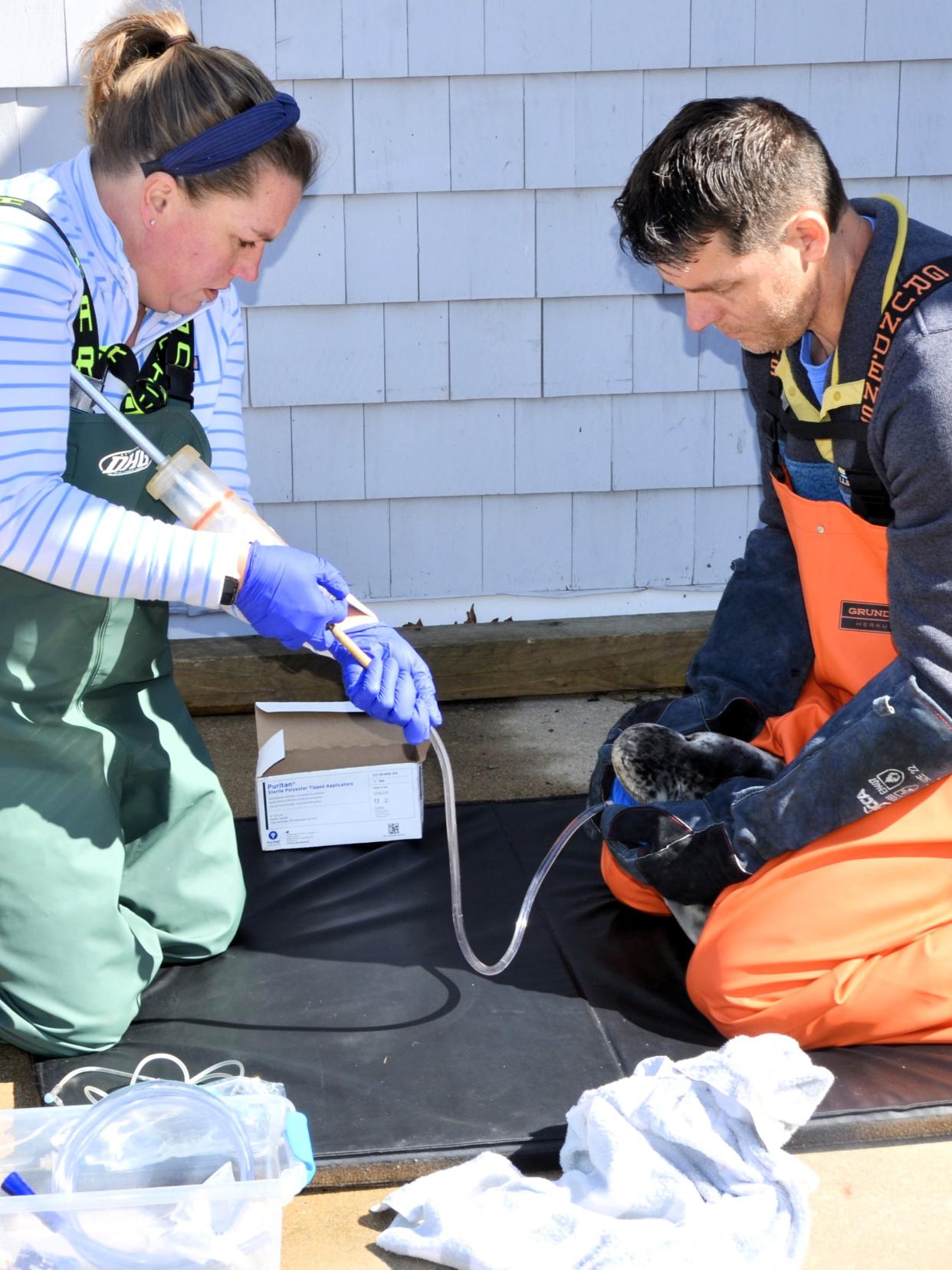 Seacoast Science Center Marine Mammal Rescue saved a female gray seal weanling on Wednesday at Odiorne Point State Park in Rye. The seal was stuck in the rocks of a jetty. Rescuers believe she may have been trapped for between 24 and 60 hours and would have died had a caller not spotted her moving in the rocks.