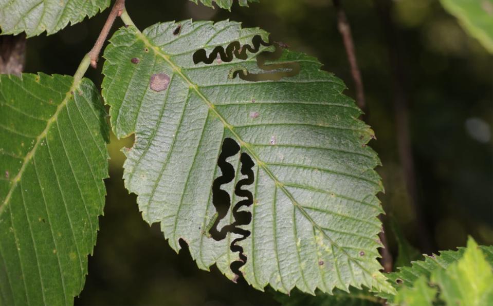 Elm zigzag sawfly larva create a distinctive zigzag pattern through the elm tree leaves as they feed.