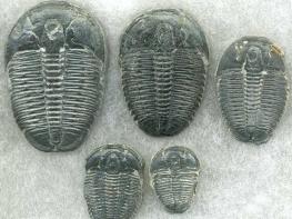 trilobite fossil