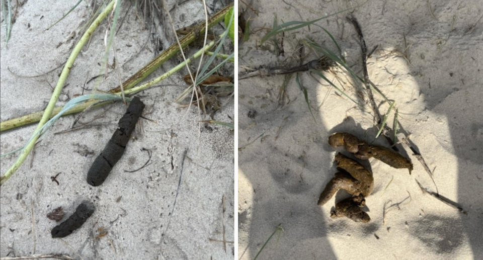 Dog poo on the beach.