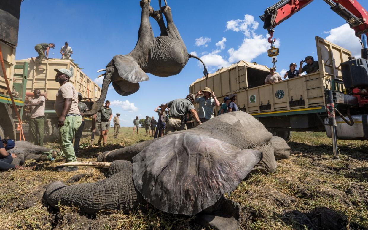 The elephants were airlifted to their new home in Kansungu National Park - Marcus Westberg