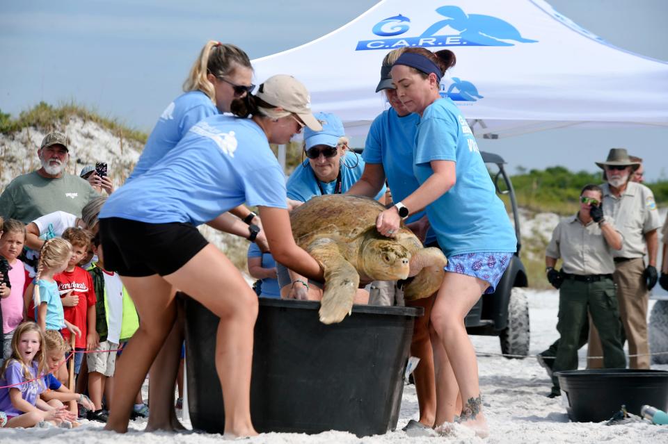 Volunteers with the Gulfarium's CARE Center carry sub-adult loggerhead sea turtle Thelma to the water during a release Thursday of three rehabilitated sea turtles at Topsail Hill Preserve State Park in Walton County.