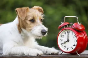 Daylight savings, manage time, cute pet dog puppy with a red retro alarm clock