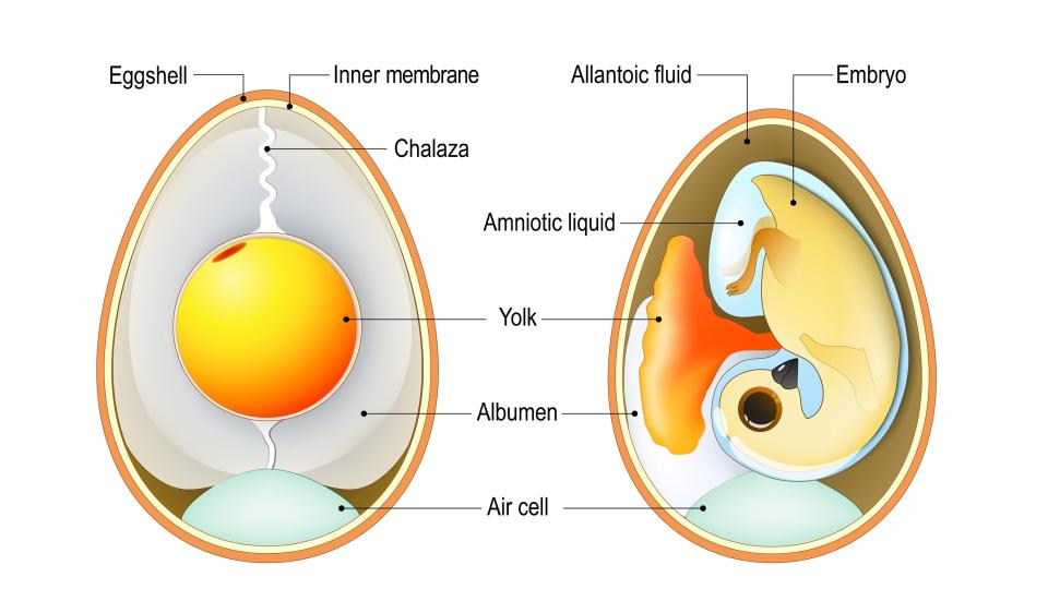 Two bird eggs with embryo and egg anatomy. Cross section illustration of inside egg. Vector diagram for educational, biological and science use.