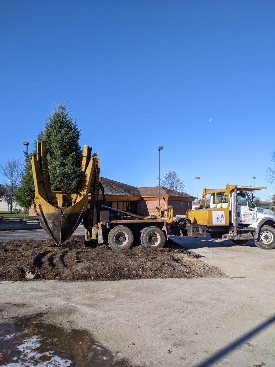 Vena's Nursery used a giant clamp to move a donated tree Tuesday morning from Seneca and Ypsilanti Sts. in Flat Rock to Community Park (above) where it was transplanted into the ground on the site of a former ice-skating rink and fountain.
