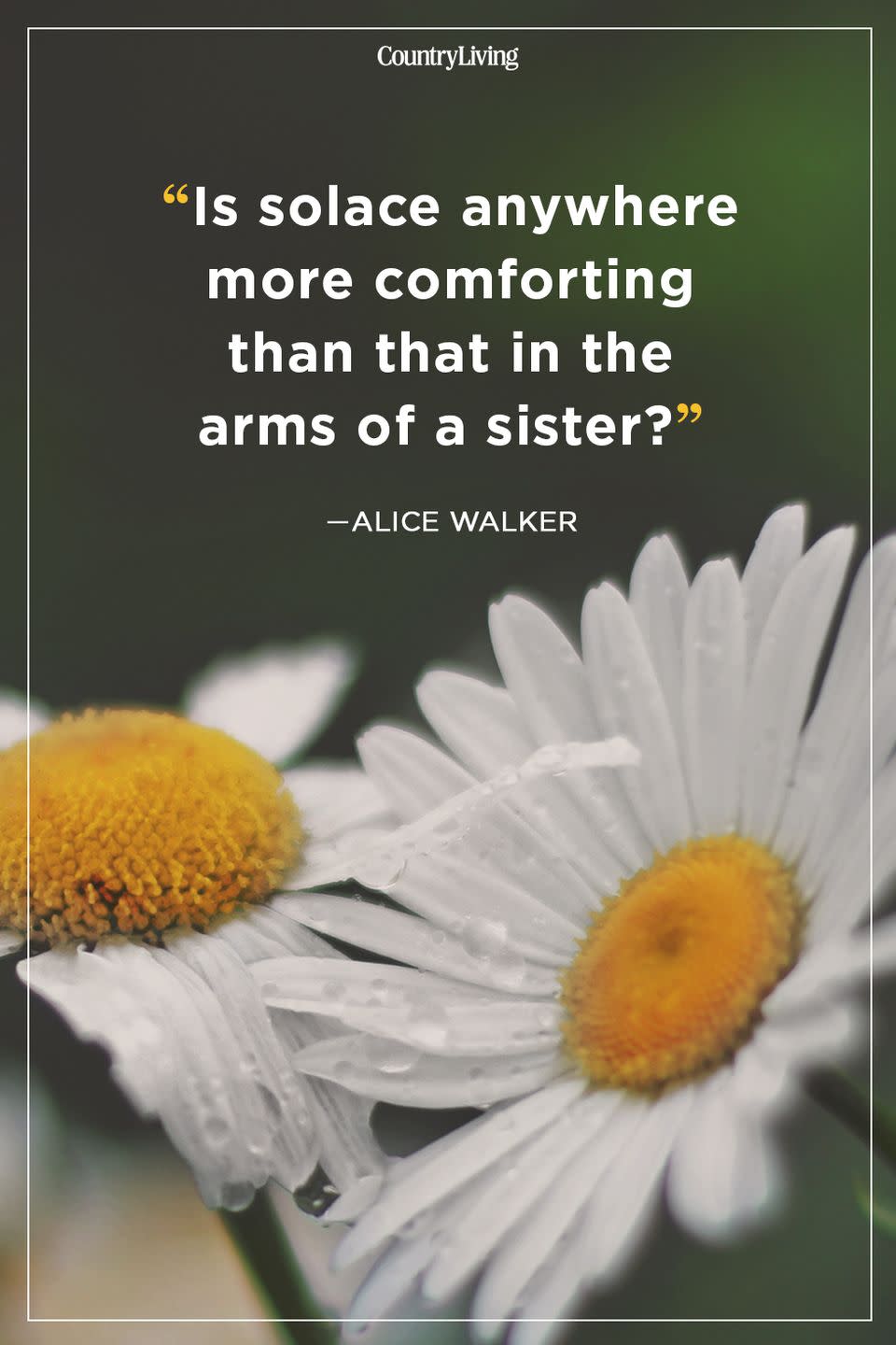 alice walker sister quote