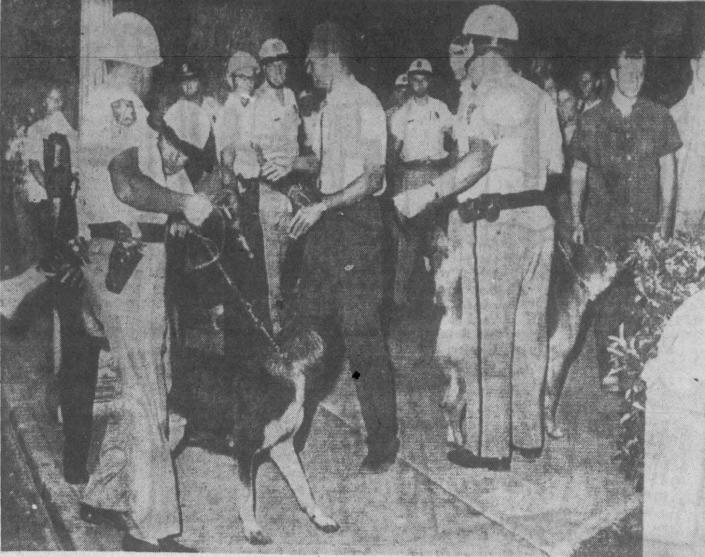 Policemen move in with leashed dogs at St. Augustine on May 28, 1964, in an attempt to prevent violence during a march on downtown by Black demonstrators. One demonstrator was bitten in a clash with police.