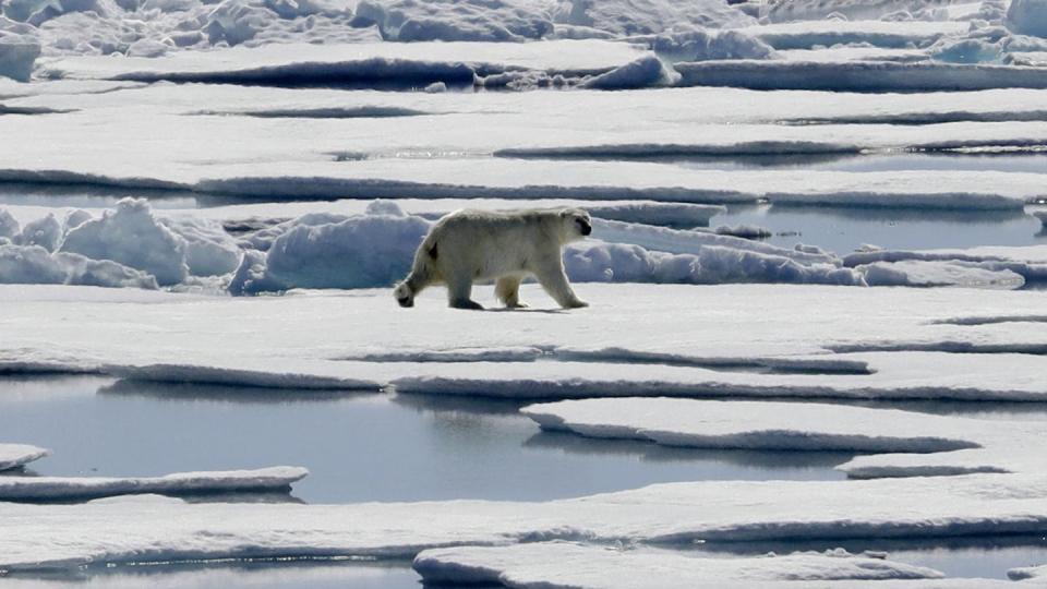 Ein Eisbär auf der Nahrungssuche auf Eisschollen. Eisbären finden durch den Klimawandel schlechter Beute und kommen deshalb in die Nähe der Städte. Foto: David Goldman/AP