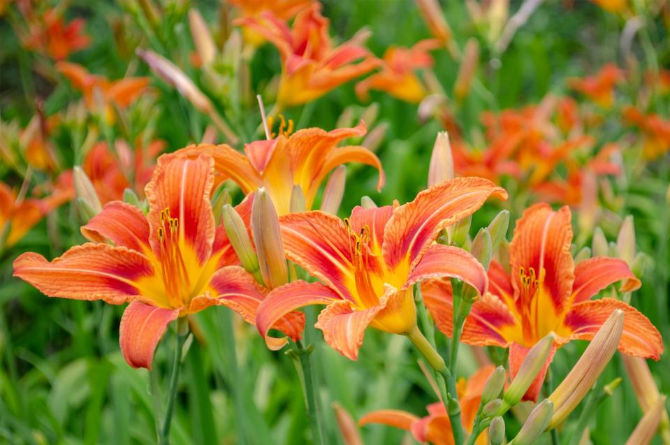 orange daylily