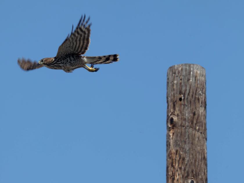 A hawk flies from a telephone pole.