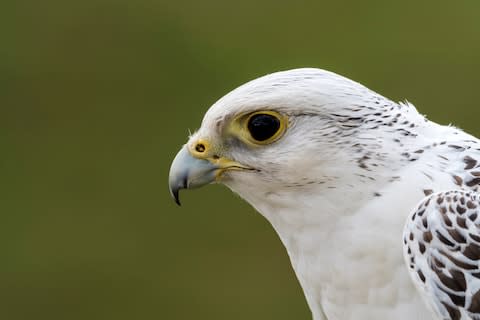 Iceland’s national bird - Credit: getty