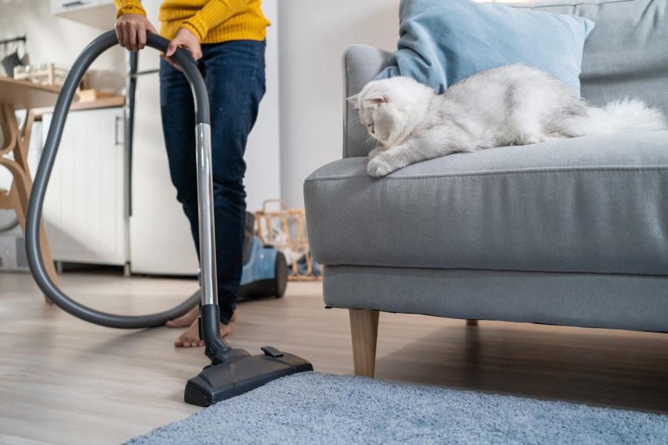 woman vacuuming dust and fur on sofa from little cat