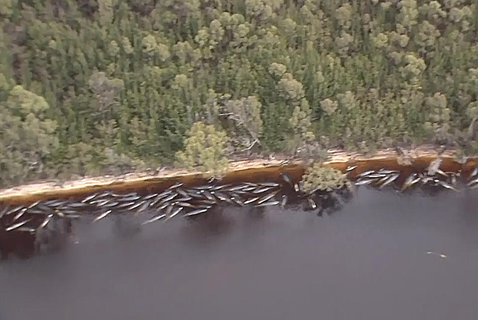 In this image made from aerial video shows numerous stranded whales along the coastline near the remote west coast town of Strahan on the island state of Tasmania, Australia on Sept. 23, 2020. More pilot whales were found stranded on an Australian coast Wednesday, raising the estimated total to almost 500 in the largest mass stranding ever recorded in the country. (Australian Broadcast Corporation via AP)