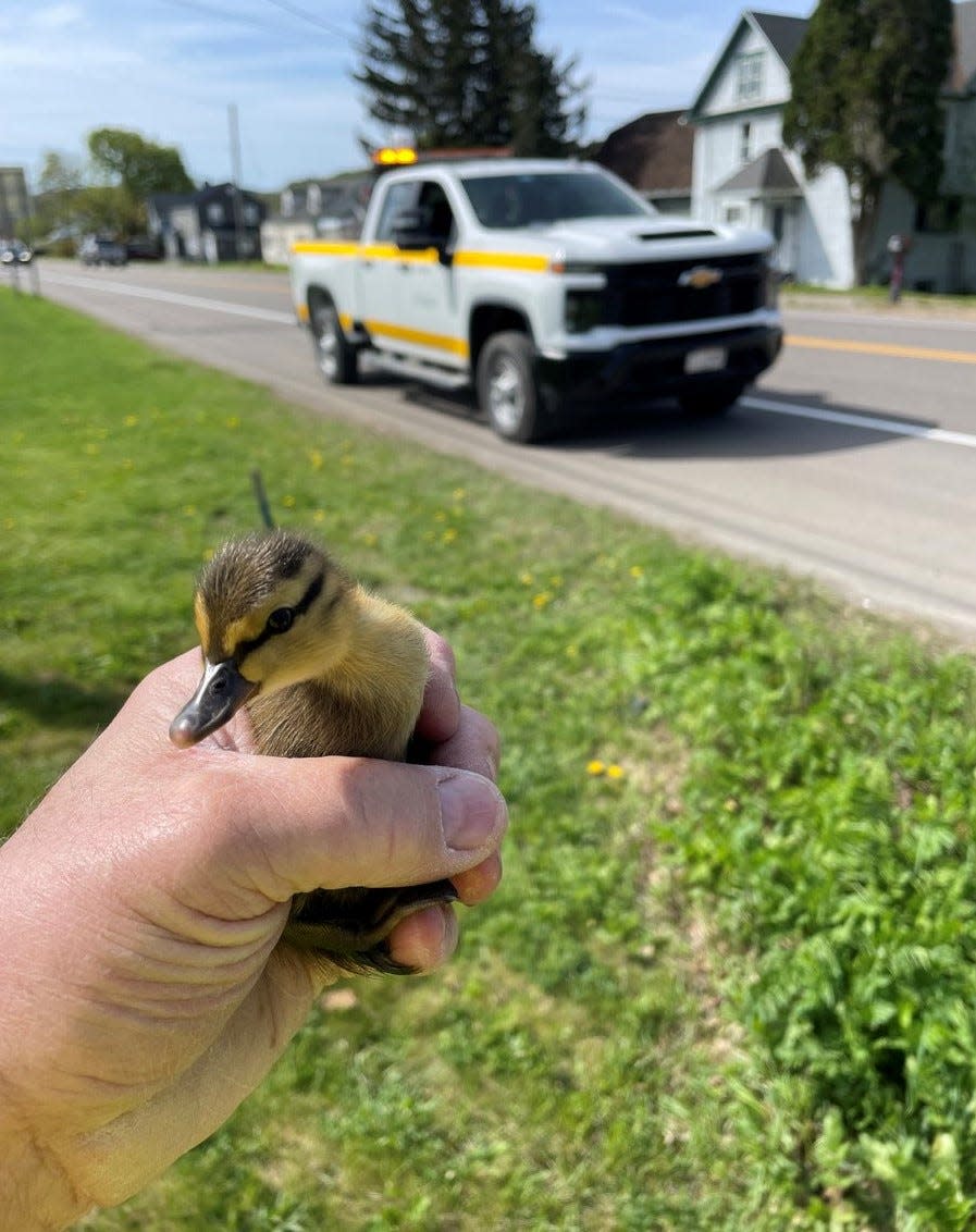 A duckling is in safe hands after being rescued from a water pipe by transportation workers and the Arkport Water Department on May 3, 2024. The duckling and three of its friends were trapped in a pipe off Route 36.