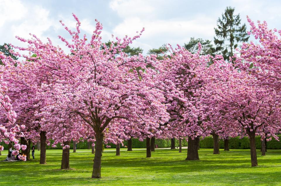 Cherry Blossom Tree Facts That You Definitely Never Knew Before