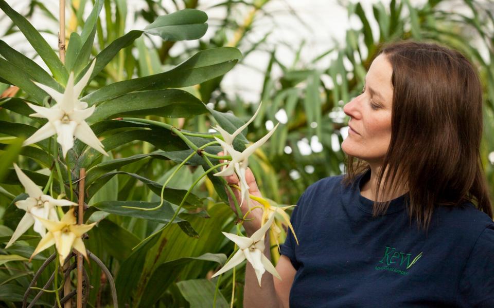 Jewitt with Angraecum sesquipedale, which has a long flower spur and was an important part of Charles Darwin's theory of evolution - Credit: Rii Schroer