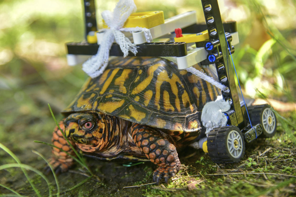 The wild turtle recovered with the help of a Lego wheelchair (Getty)