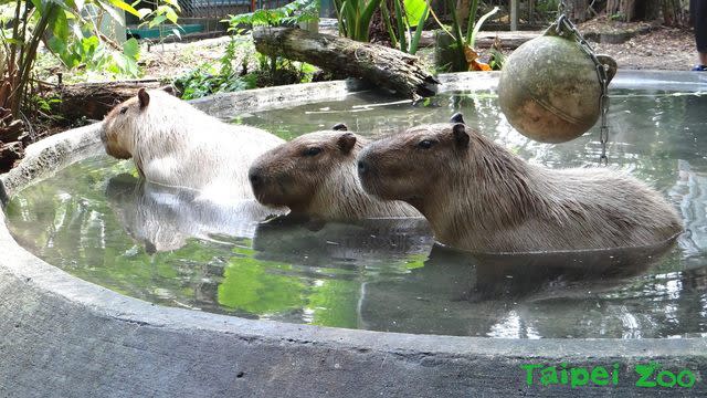 台北市立動物園去年登場的水豚君，受到許多人喜愛。(台北市立動物園提供)