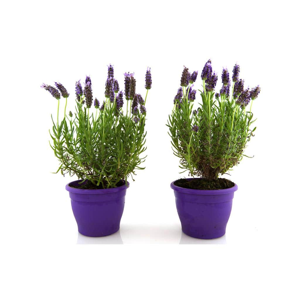 <p><a href="https://go.redirectingat.com?id=74968X1596630&url=https%3A%2F%2Fwww.homedepot.com%2Fp%2FOnline-Orchards-1-Gal-English-Lavender-Plant-with-Incredible-Purple-Color-and-Fragrance-2-Pack-SBLV001%2F317809903&sref=https%3A%2F%2Fwww.housebeautiful.com%2Flifestyle%2Fgardening%2Fg43854993%2Foutdoor-plants-for-patio%2F" rel="nofollow noopener" target="_blank" data-ylk="slk:Shop Now;elm:context_link;itc:0;sec:content-canvas" class="link rapid-noclick-resp">Shop Now</a></p><p>English Lavender</p><p>Home Depot</p><p>$32.77</p>