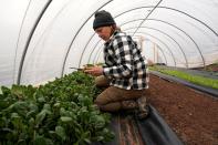 Chlebanowski harvests spinach on her farm in Alex