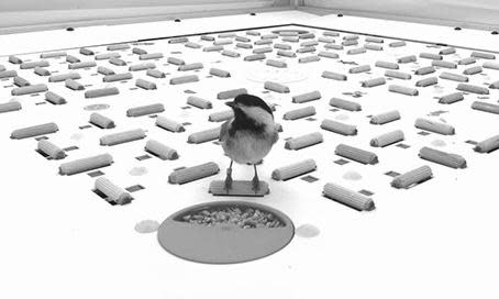 <span>A chickadee and some cached seeds in the testing arena.</span><span>Photograph: Chettih et al/Cell</span>