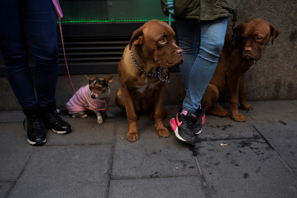 <p>Dogs stand on the street after being blessed by a priest outside San Anton Church in Madrid, Spain, Jan. 17, 2018. (Photo: Susana Vera/Reuters) </p>