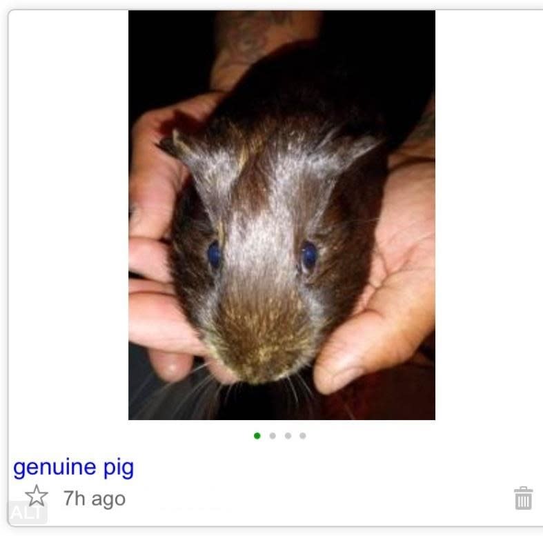 "genuine pig"