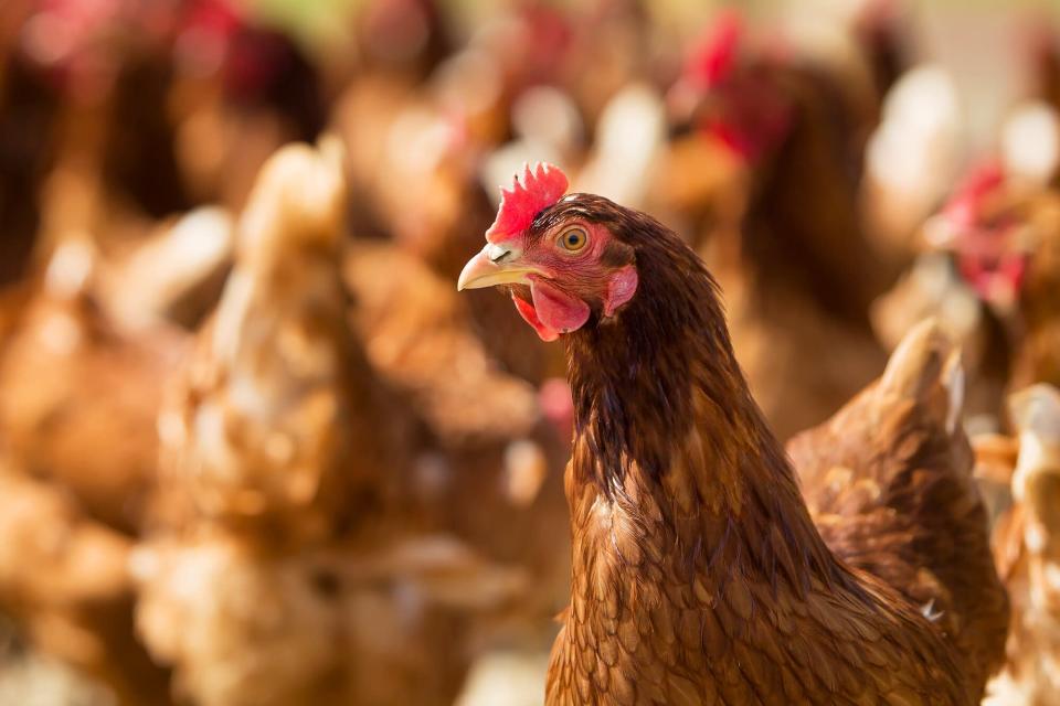 A chicken on a farm surrounded by other chickens