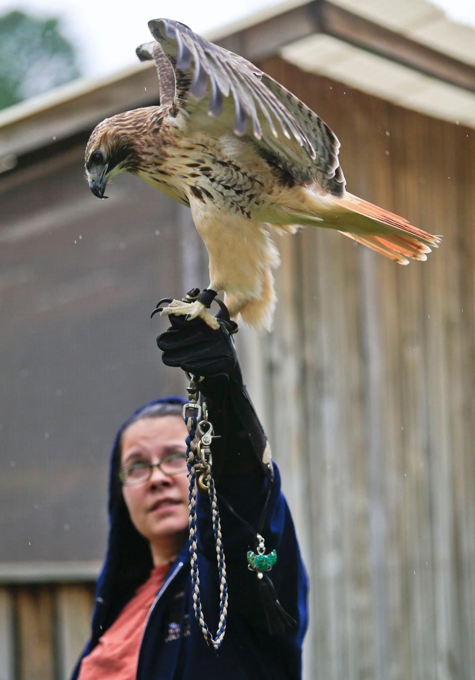 Volunteer Becky Edwards holds Ginger, a red-tailed hawk, at the Raptor Rehabilitation of Kentucky 25th anniversary open house in May 2015. The nonprofit organization started in 1990, nursing injured hawks, vultures, owls and falcons.