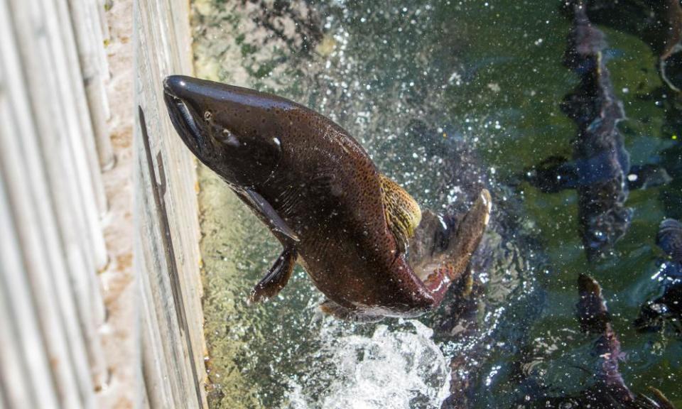 A spring chinook salmon reaches the end of a run at a hatchery.