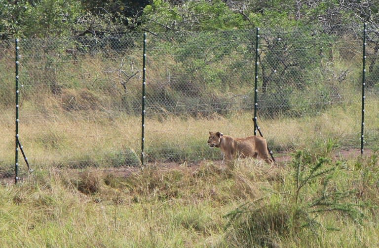 A lion brought from South Africa walked inside a temporary enclosure before being released into the in Akagera National Park in the east of Rwanda in 2015