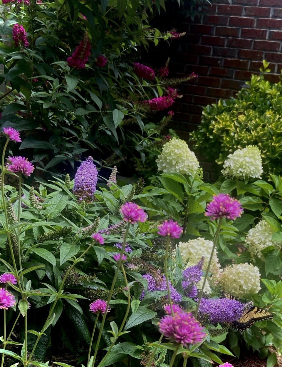This special corner at The Garden’s Guy’s house features Miss Molly buddleia, Quick Fire Fab hydrangea, Pugster Amethyst buddleia and Truffula Pink gomphrena.