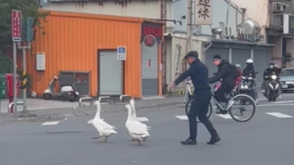 好心民眾下車把3鵝趕到路邊。（圖／翻攝自「新竹爆料公社」臉書）