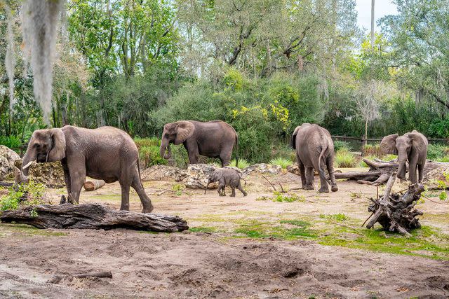 <p>Walt Disney World</p> Baby elephant Corra at Disney's Animal Kingdom with her herd