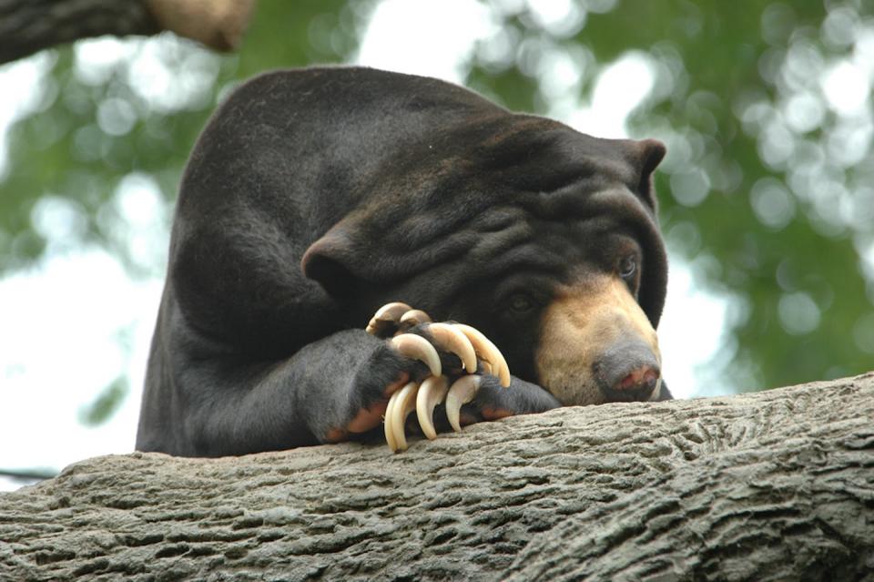 Modern-day sun bears climb trees and lounge there much like sloths do. <a href="https://www.shutterstock.com/image-photo/lazy-sun-bear-snoozes-on-tree-3229256" rel="nofollow noopener" target="_blank" data-ylk="slk:Shutterstock;elm:context_link;itc:0;sec:content-canvas" class="link ">Shutterstock</a>