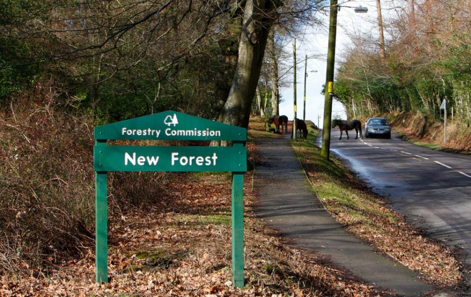 The New Forest National Park (Chris Ison/PA) (PA Archive)