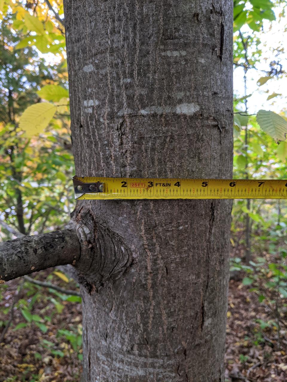 Checking the diameter of a tree is essential to evaluating its growth.