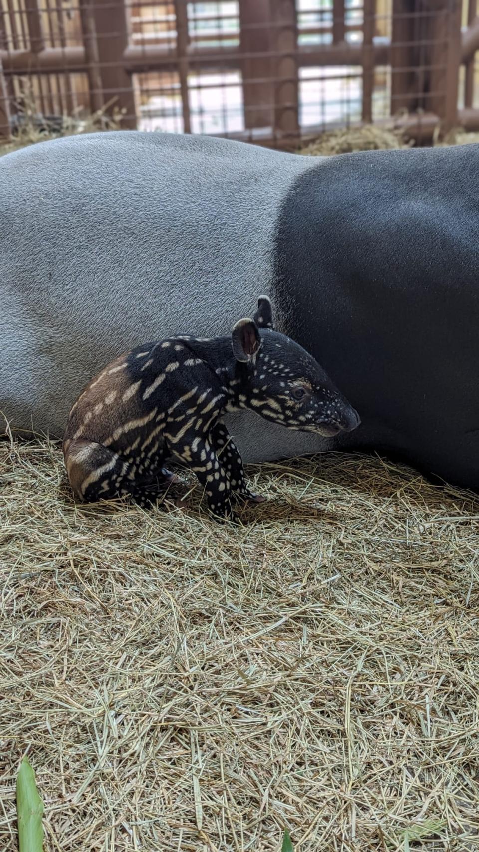 Malayan tapir calf born at the ZooTampa at Lowry Park in March 2024. Juveniles have spots and stripes for the first six months of their life.