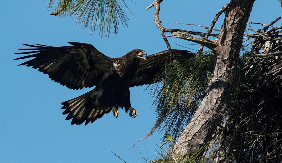 E23 of SWFL Eagle Cam fame flies near the nest tree at Dick Pritchett Realty in North Fort Myers on Friday, March 29, 2024. The famous offspring of M15 and F23 fledged almost two weeks ago and can be seen flying in the general area of the nest and beyond. The eaglet is still getting fed by the parents.