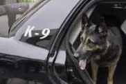 K-9 in police squad car