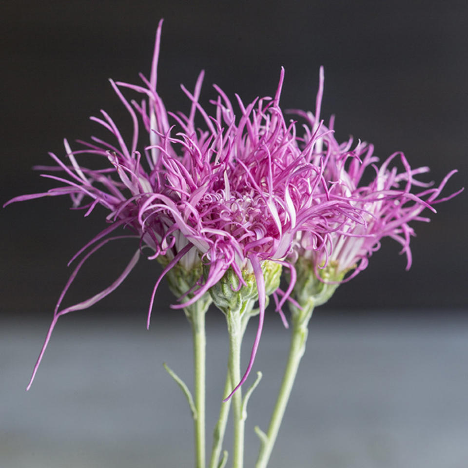 <p>Get a late-season dose of beauty from autumn’s most reliable flower</p>