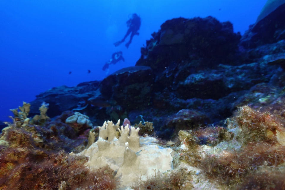 Gebleichte Korallen im Flower Garden Banks National Marine Sanctuary vor Galveston, Texas, im Golf von Mexiko, 16. September 2023. (LM Otero/AP)