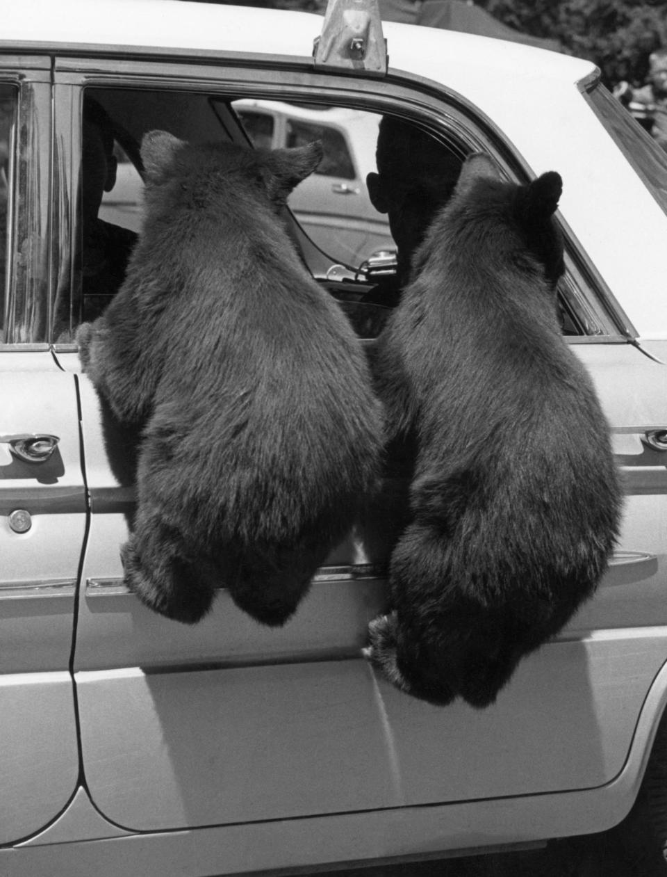 Bear cubs at Yellowstone National Park hang onto visitors car window.