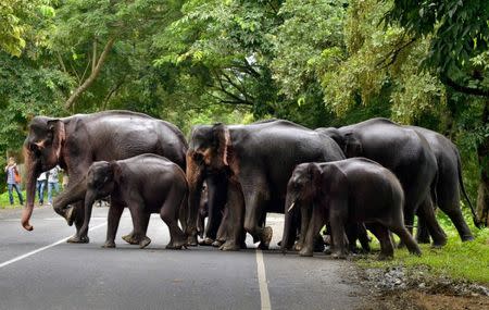 A herd of elephants cross a road that passes through the flooded Kaziranga National Park in the northeastern state of Assam, India, July 12, 2017. REUTERS/Anuwar Hazarika