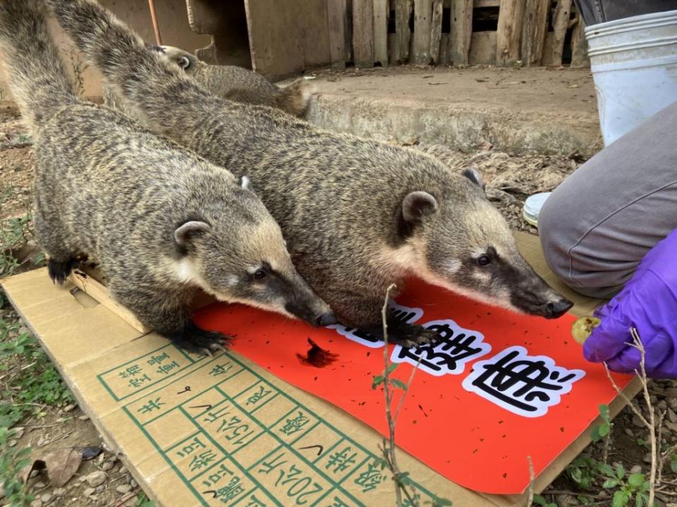 新竹動物園走春規劃動物腳印春聯及動保特展。（圖記者黃溎芬翻攝）