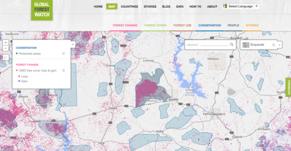 Marahoue National Park in the Ivory Coast has lost more than 90 percent of its forest cover. On the Global Forest Watch Map, the protected area is shown in blue, overlapping with the pink deforestation.